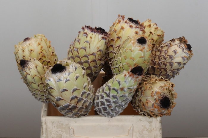 <h4>Protea Barbigera White No leaves</h4>