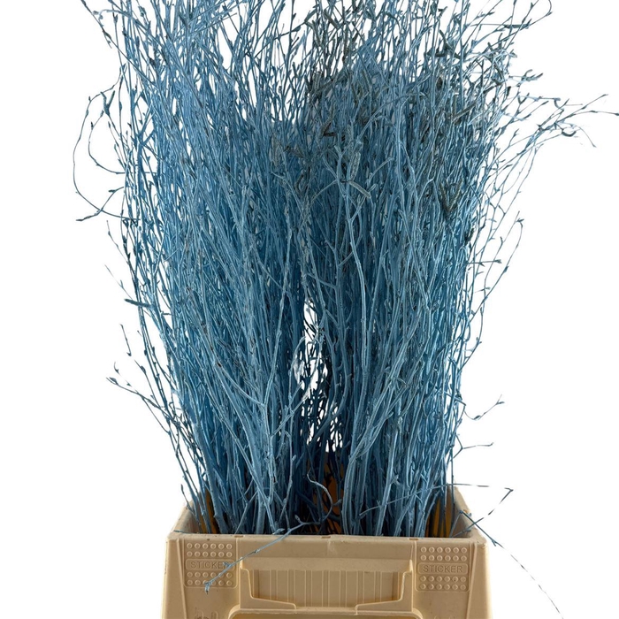 Birch 70cm Light Blue