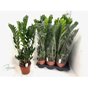 ZAMIO ZAMIIFOLIA