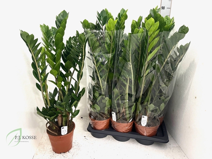 <h4>ZAMIO ZAMIIFOLIA</h4>