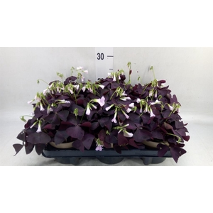Oxalis trian. 'Mijke'