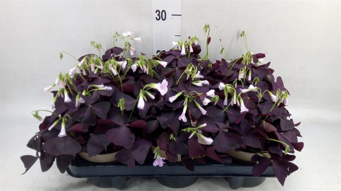 <h4>Oxalis trian. 'Mijke'</h4>