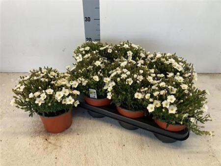 <h4>Aren Montana</h4>