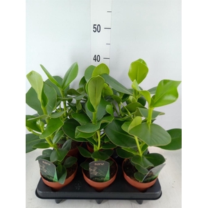 Clusia rosea 'Princess'