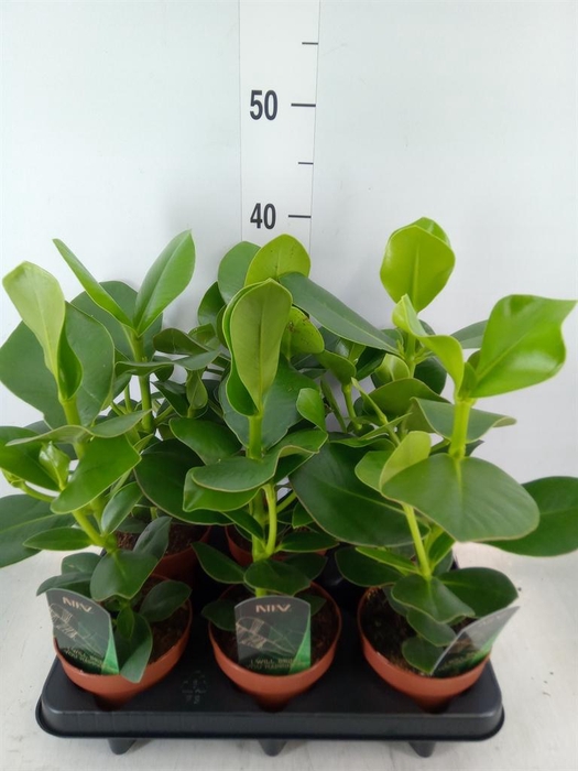 <h4>Clusia rosea 'Princess'</h4>