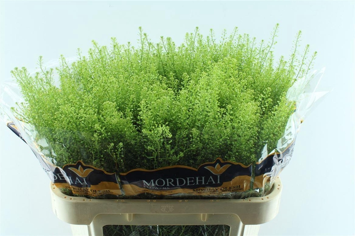 <h4>Thlaspi Green Bell 58 Gram</h4>