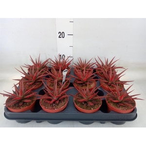 Haworthia fasciata 'Big Band'