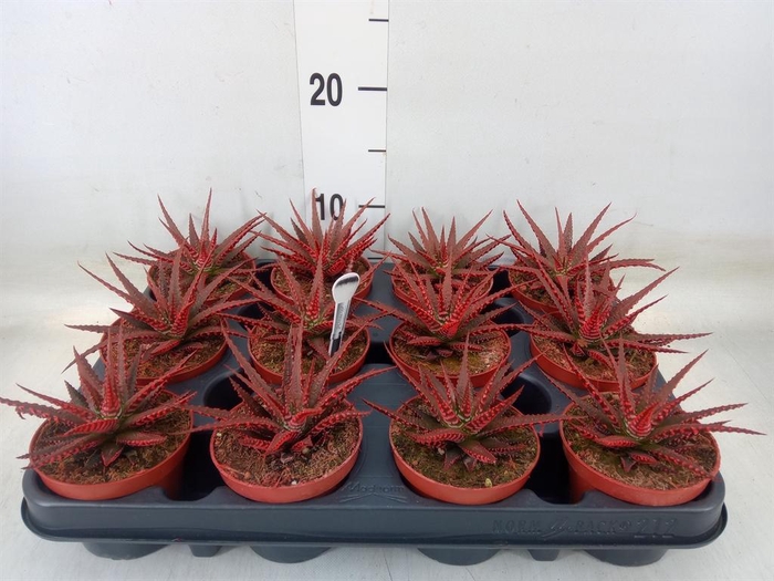 <h4>Haworthia fasciata 'Big Band'</h4>
