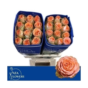 R Gr Country Home L5