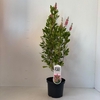 Clethra alnifolia