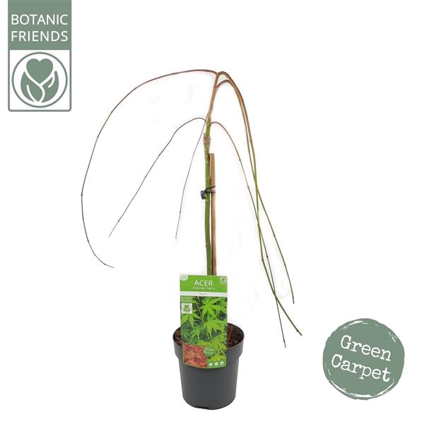 <h4>Acer palm. 'Ryusen' ®</h4>