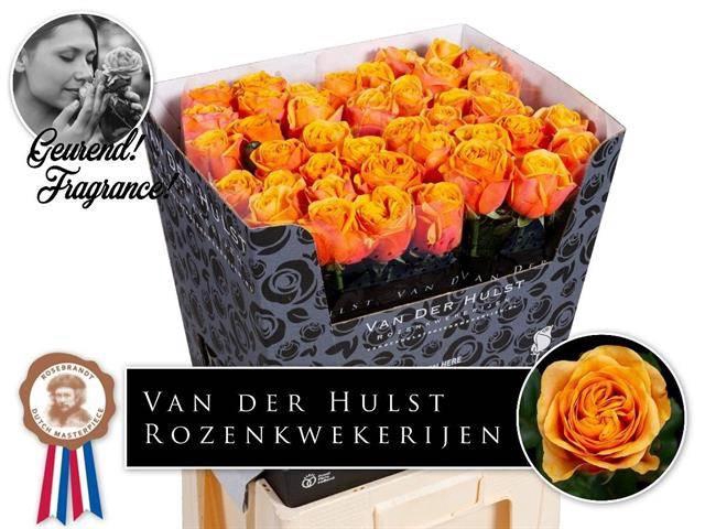 <h4>R Gr Heliana Orange+</h4>