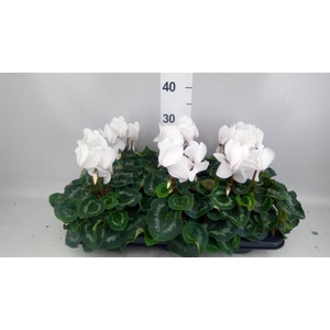 Cyclamen GR 'Mammoth'