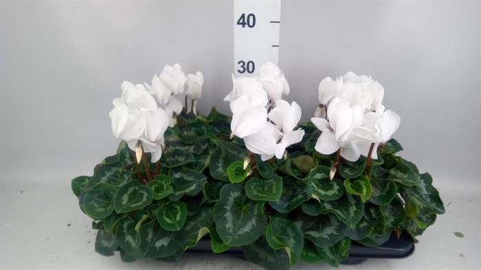 <h4>Cyclamen GR 'Mammoth'</h4>