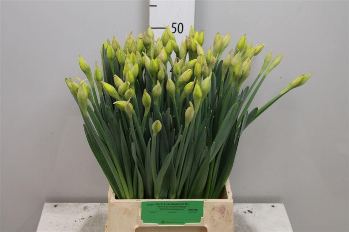 <h4>Narc D Dick Wilden</h4>