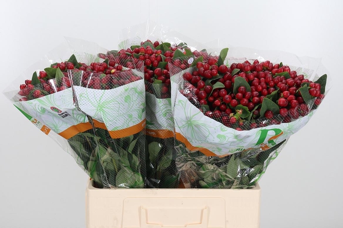 <h4>Hyp Mag Lightning</h4>