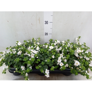 Sutera  'Big White Falls'