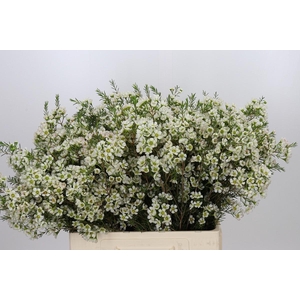 Chamelaucium Ivory Pearl