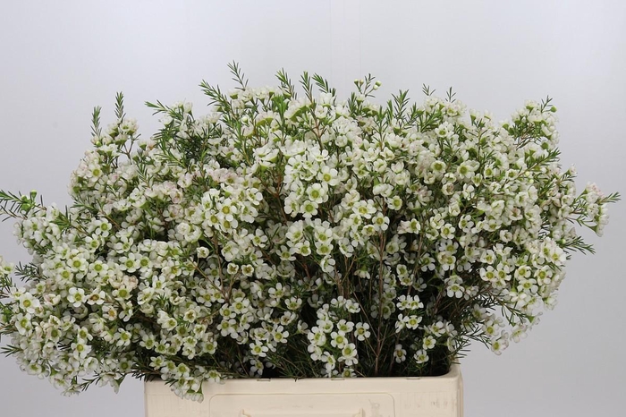 <h4>Chamelaucium Ivory Pearl</h4>