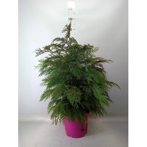 Chamaecyparis laws. 'Globosa'