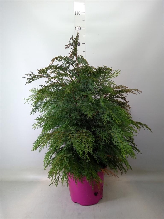 <h4>Chamaecyparis laws. 'Globosa'</h4>