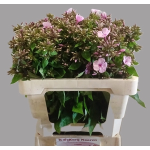 PHLOX P MISS ANN EYE