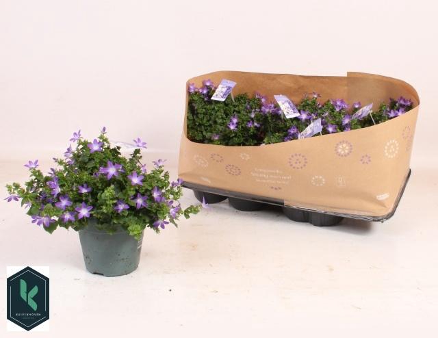 <h4>CAMP POSCHARSKYANA</h4>