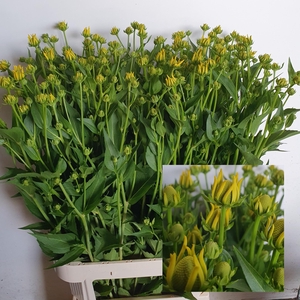 RUDBECKIA NITIDA