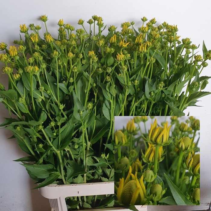 <h4>RUDBECKIA NITIDA</h4>