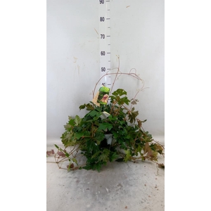 Cissus rhombifolia 'Ellen Danica'