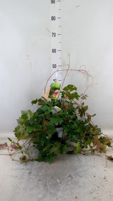 <h4>Cissus rhombifolia 'Ellen Danica'</h4>