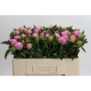 Paeonia Monsieur Jules Elie