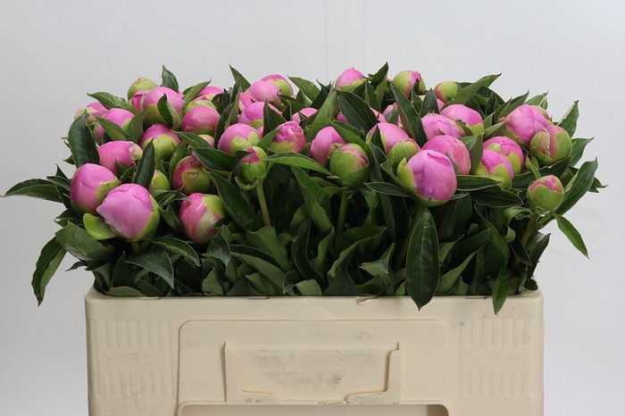 <h4>Paeonia Monsieur Jules Elie</h4>