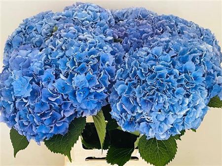 <h4>Hydr M Royal Parade 75 Cm</h4>