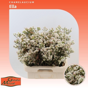 Chamelaucium Ella