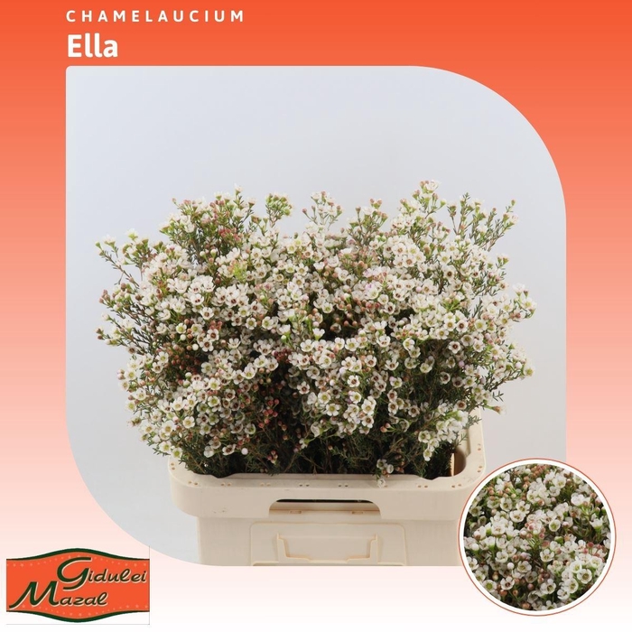 <h4>Chamelaucium Ella</h4>
