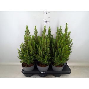 Picea glauca 'Perfecta'