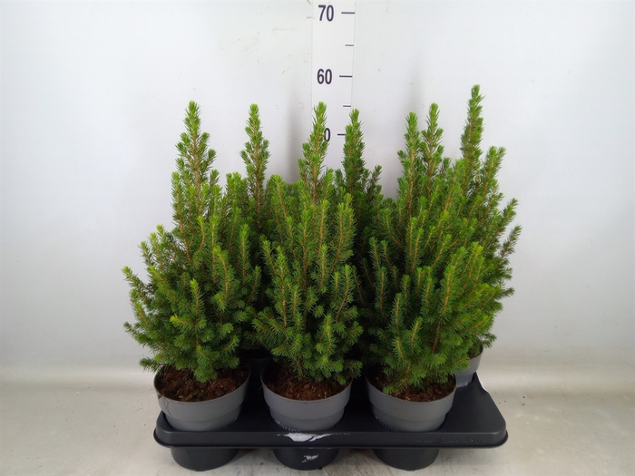 <h4>Picea glauca 'Perfecta'</h4>