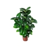 FICUS ELASTICA CLOE P24