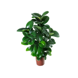 FICUS ELASTICA CLOE P24