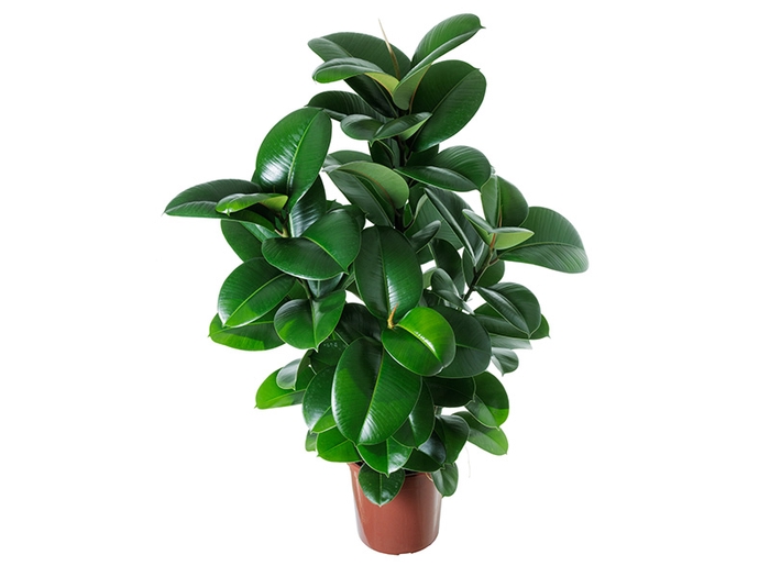 FICUS ELASTICA CLOE P24