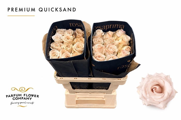 <h4>Rosa Premium Quicksand</h4>