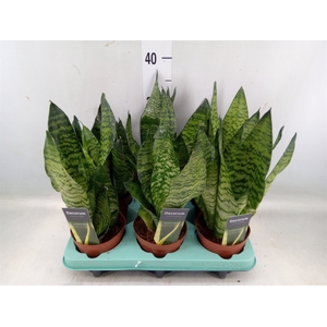 Sansevieria trifa.   ...