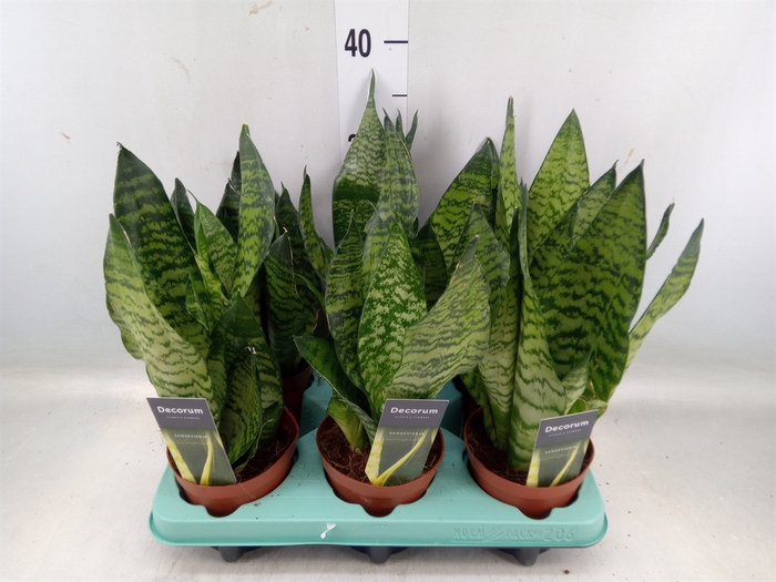 <h4>Sansevieria trifa.   ...</h4>