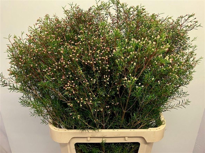 <h4>CHAME UN JUPITER</h4>