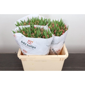 Tulipa DU 'Columbus'