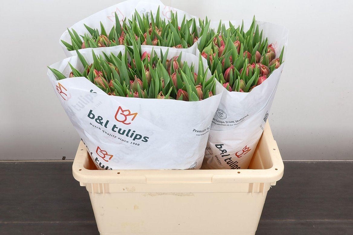 <h4>Tulipa DU 'Columbus'</h4>