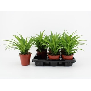 Chlorophytum com. 'Lemon'