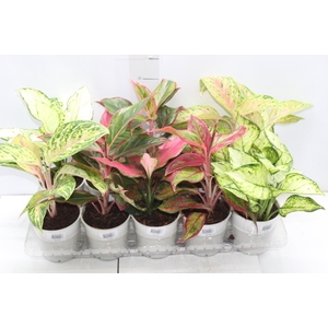 AGLAONEMA VARIADA P12