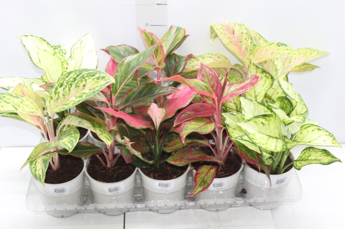 <h4>AGLAONEMA VARIADA P12</h4>